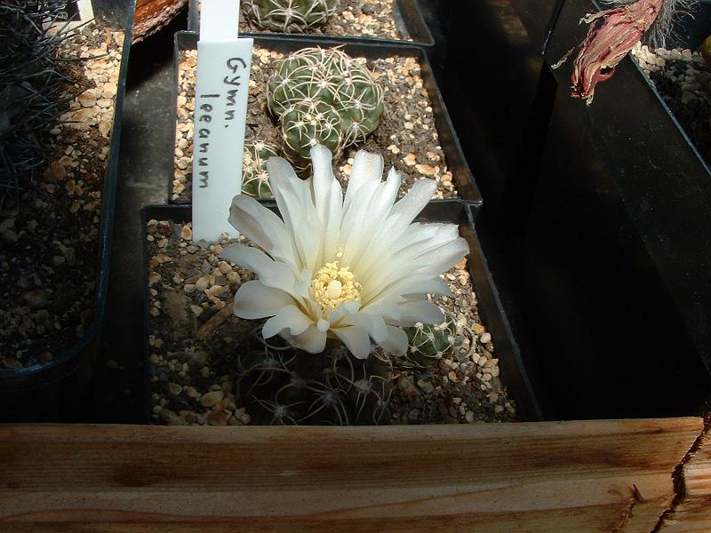 Gymnocalycium leeanum_2.JPG